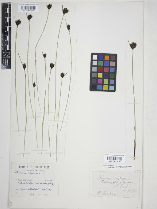 Schoenus nigricans L. - 013863896