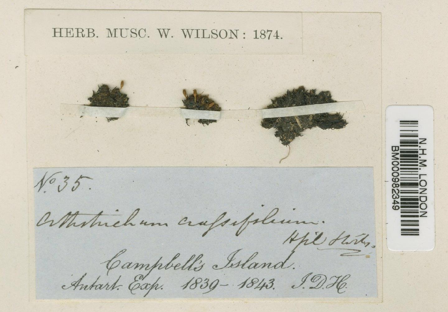 To NHMUK collection (Muelleriella crassifolia (Hook.f. & Wilson) Dusén; Type; NHMUK:ecatalogue:740220)