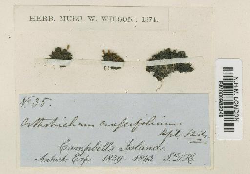 Muelleriella crassifolia (Hook.f. & Wilson) Dusén - BM000982349