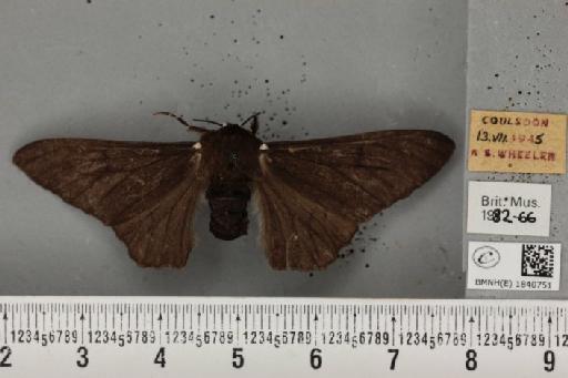 Biston betularia (Linnaeus, 1758) - BMNHE_1840751_413741