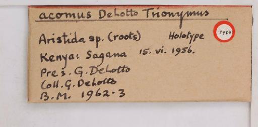 Trionymus acomus De Lotto, 1964 - 010715257_additional