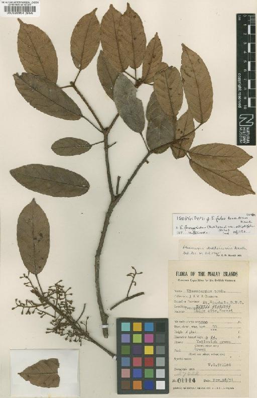 Elaeocarpus ferrugineus var. elliptifolius (Merr.) Coode - BM000528954