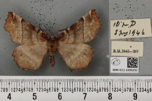 Selenia dentaria (Fabricius, 1775) - BMNHE_1885250_a_445115