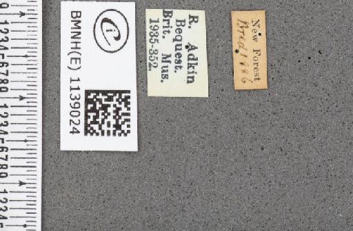 Thecla betulae (Linnaeus, 1758) - BMNHE_1139024_label_95497