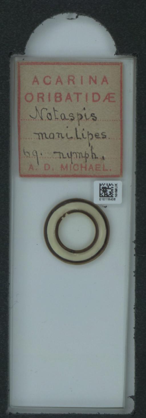 Notaspis monilipes A.D. Michael, 1882 - 010118406_120188_1585768