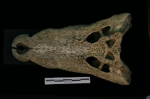 Crocodylus porosus - C_porosus_65.8.22.1(cran)