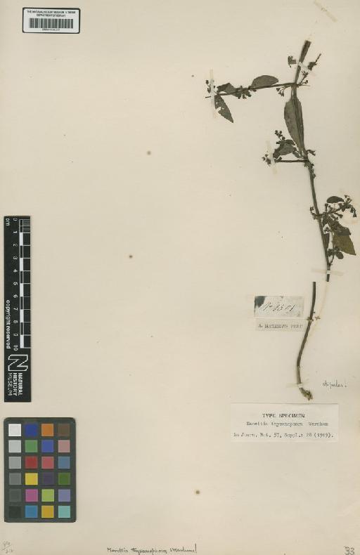 Manettia thysanophora Wernham - BM001191277