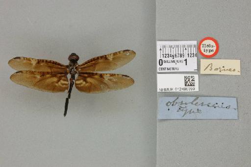 Rhyothemis obsolescens Kirby, 1889 - 012496399_22142_1256852