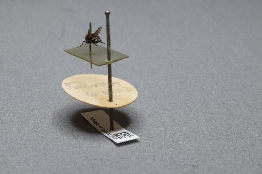 Sarcophaga (Myorhina) nigriventris Meigen, 1826 - 015092545_additional_2