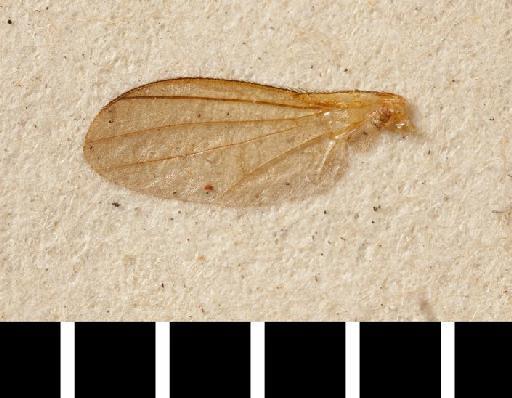 Allometopon flavum Lamb, 1914 - Allometopon flavum wing