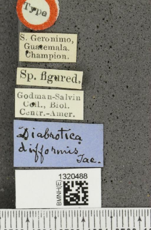 Paratriarius difformis (Jacoby, 1887) - BMNHE_1320488_label_21408