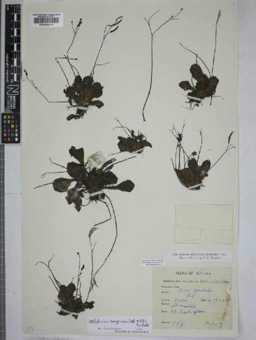 Corallodiscus lanuginosus (Wall. ex R.Br.) B.L.Burtt - 000832767