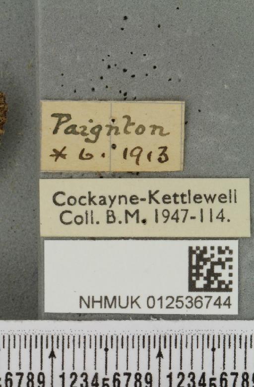 Polymixis lichenea ab. evalensis Siviter Smith, 1942 - NHMUK_012536744_label_645883
