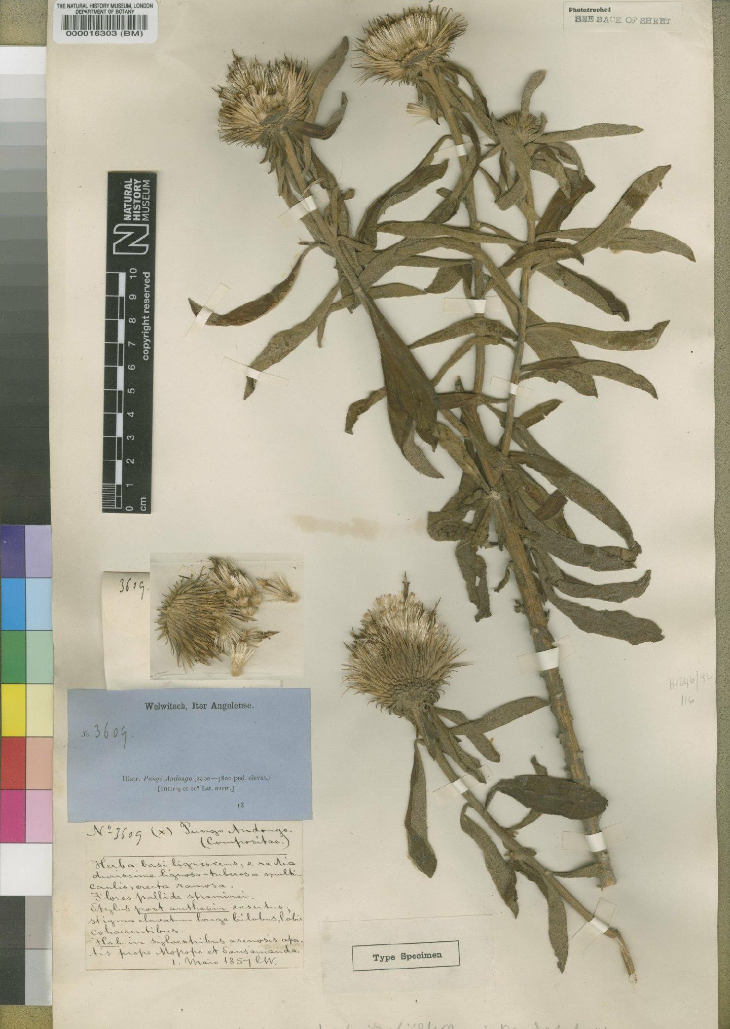 To NHMUK collection (Dicoma welwitschii O.Hoffm.; Type; NHMUK:ecatalogue:4553233)