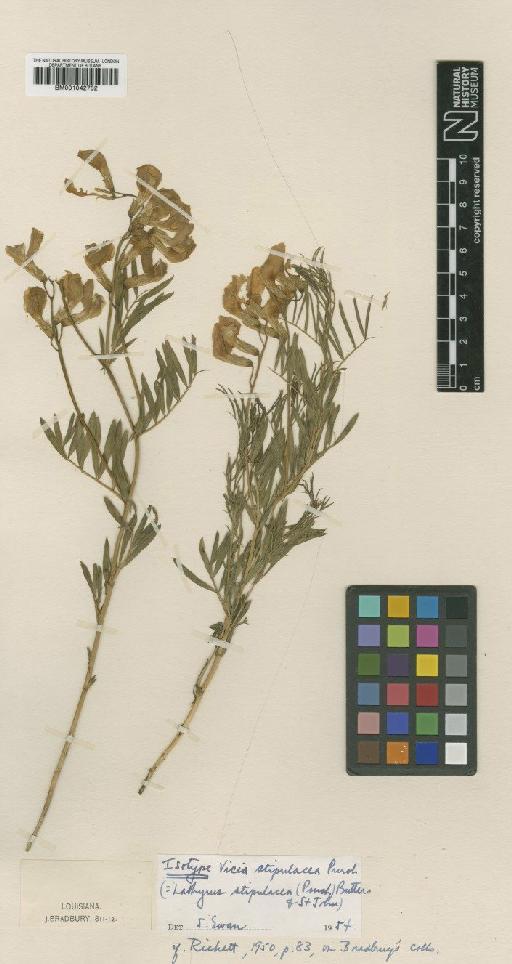 Lathyrus stipulaceus (Pursh) Butters & H.St.John - BM001042782