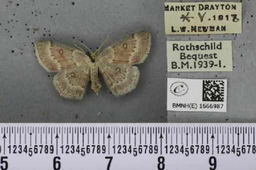 Cyclophora albipunctata ab. subroseata Woodforde, 1902 - BMNHE_1666987_274333