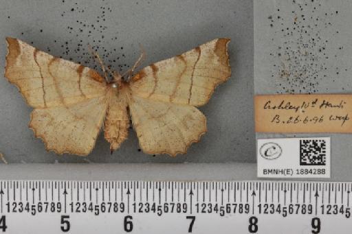 Selenia dentaria (Fabricius, 1775) - BMNHE_1884288_444639