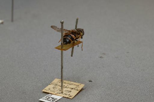 Dasysyrphus tricinctus (Fallén, 1817) - 012509419_additional_1