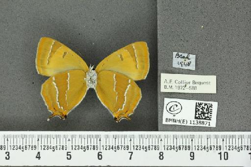 Thecla betulae (Linnaeus, 1758) - BMNHE_1138871_95358