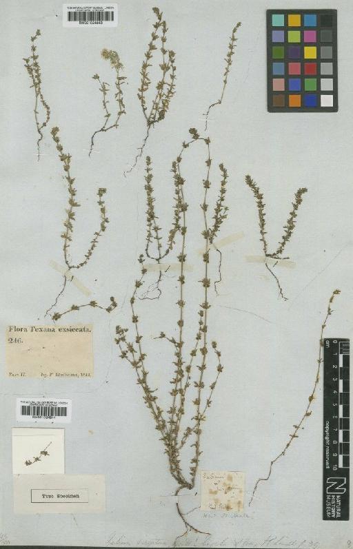 Galium virgatum Nutt. - BM001024844