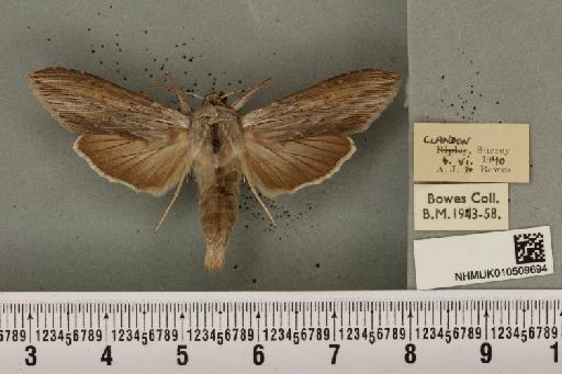 Cucullia umbratica (Linnaeus, 1758) - NHMUK_010509694_567399