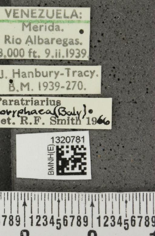 Paratriarius coryphaea (Baly, 1886) - BMNHE_1320781_label_21375