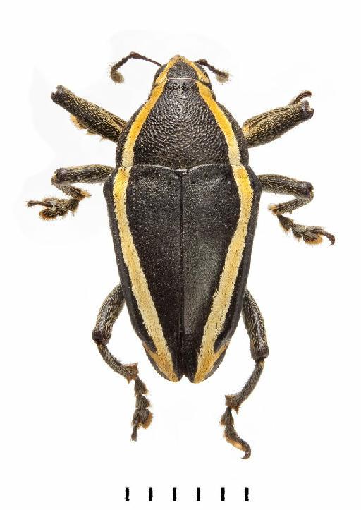 Cholus (Cholus) albicinctus Germar, 1824 - Cholus albicinctus-BMNH(E)1237644-dorsal colour