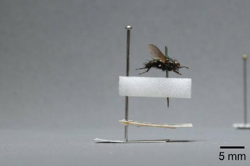 Sarcophaga (Myorhina) nigriventris Meigen, 1826 - 015091929_lateral
