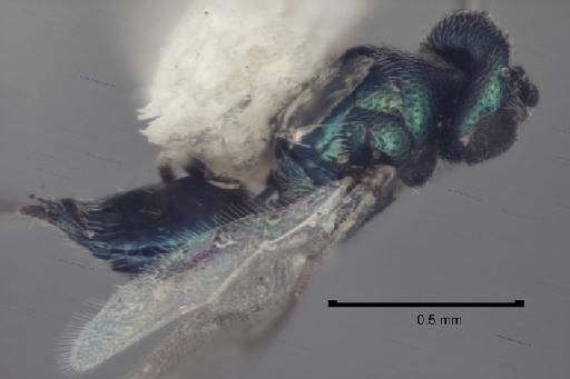 Epiclerus agromyzae (Risbec, 1951) - Epiclerus agromyzae BMNH953628 female habitus lateral syntype1 10 0x 01