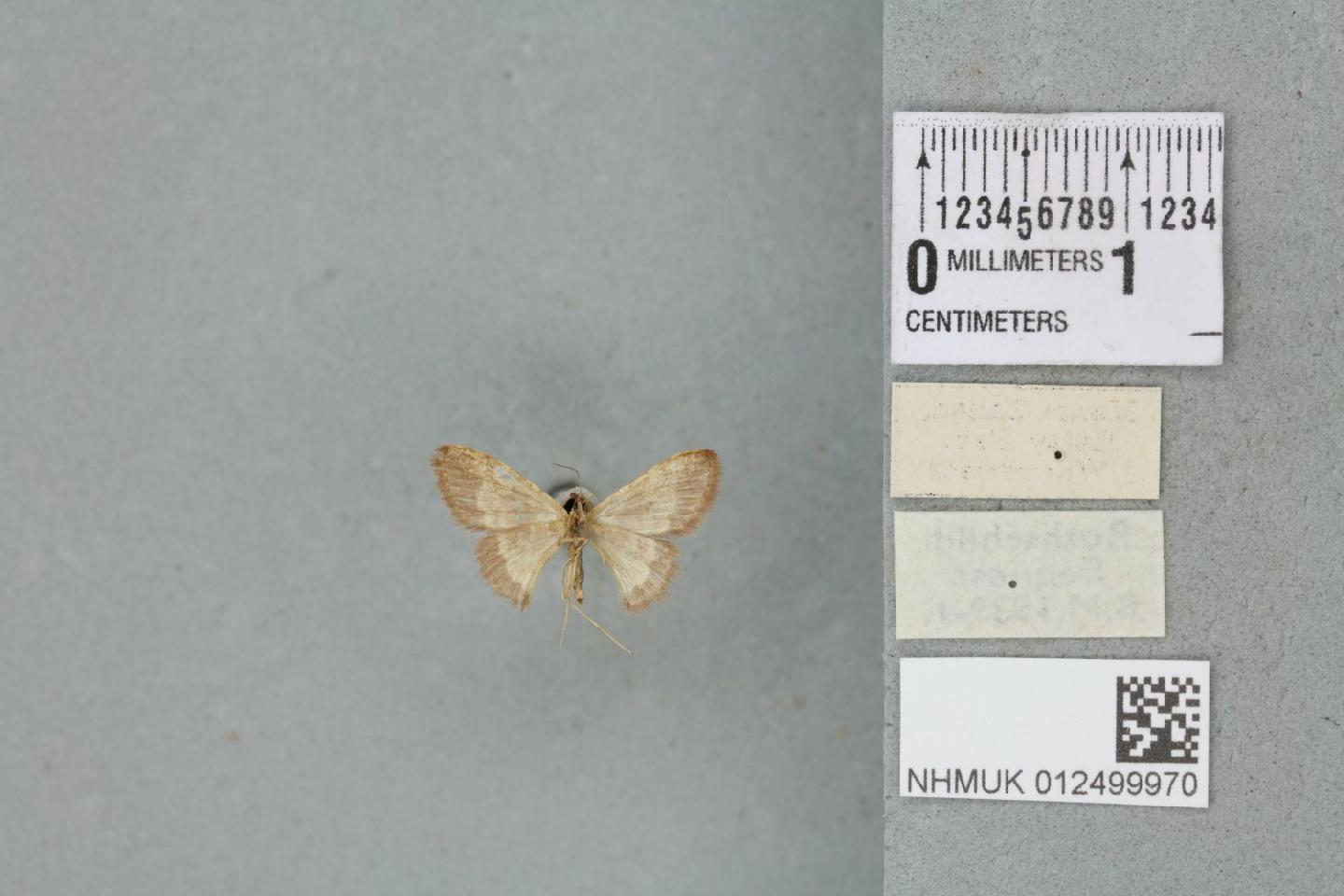 Idaea vacillata