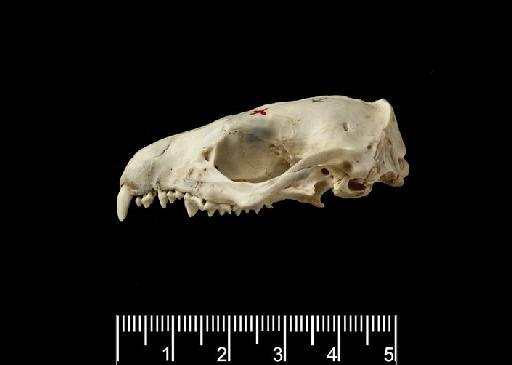 Erinaceus miodon Thomas 1908 - Left_lateral_view_of_mandible