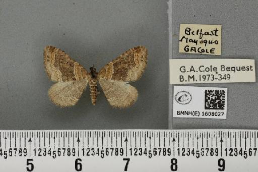 Xanthorhoe spadicearia ab. planicolor Lempke, 1950 - BMNHE_1608027_322709
