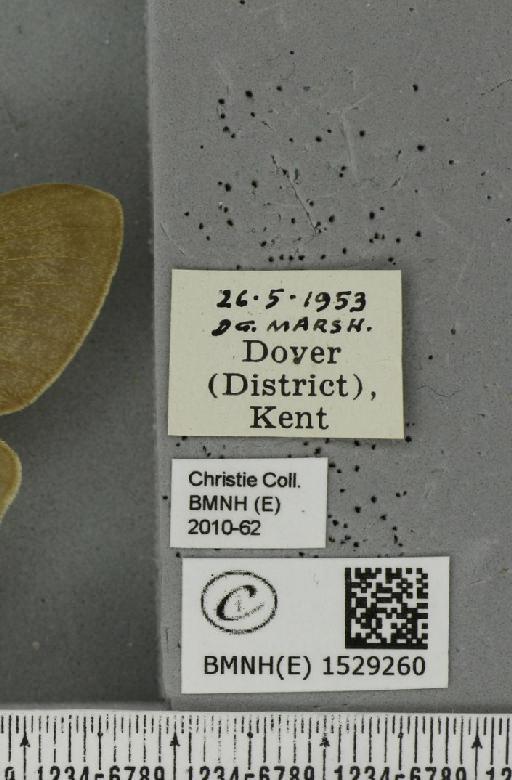 Macrothylacia rubi (Linnaeus, 1758) - BMNHE_1529260_label_196708