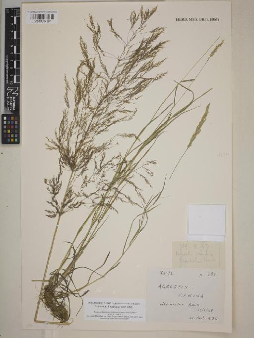 Agrostis canina L. - 013834181