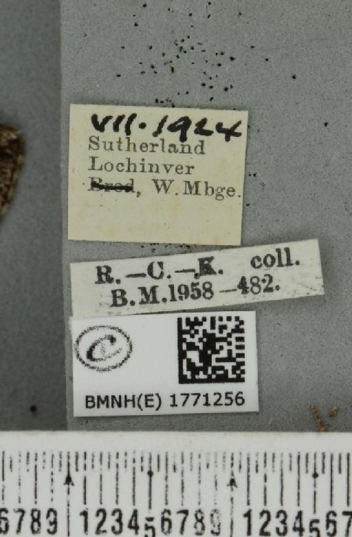 Dysstroma truncata truncata (Hufnagel, 1767) - BMNHE_1771256_label_351295