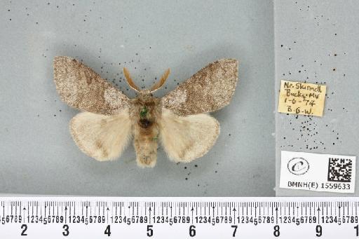 Calliteara pudibunda (Linnaeus, 1758) - BMNHE_1559633_282750