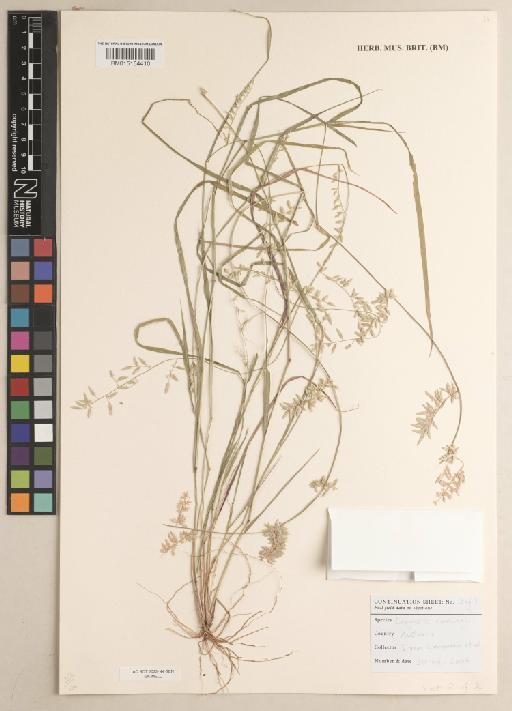 Eragrostis sp. Steud. - 015154410