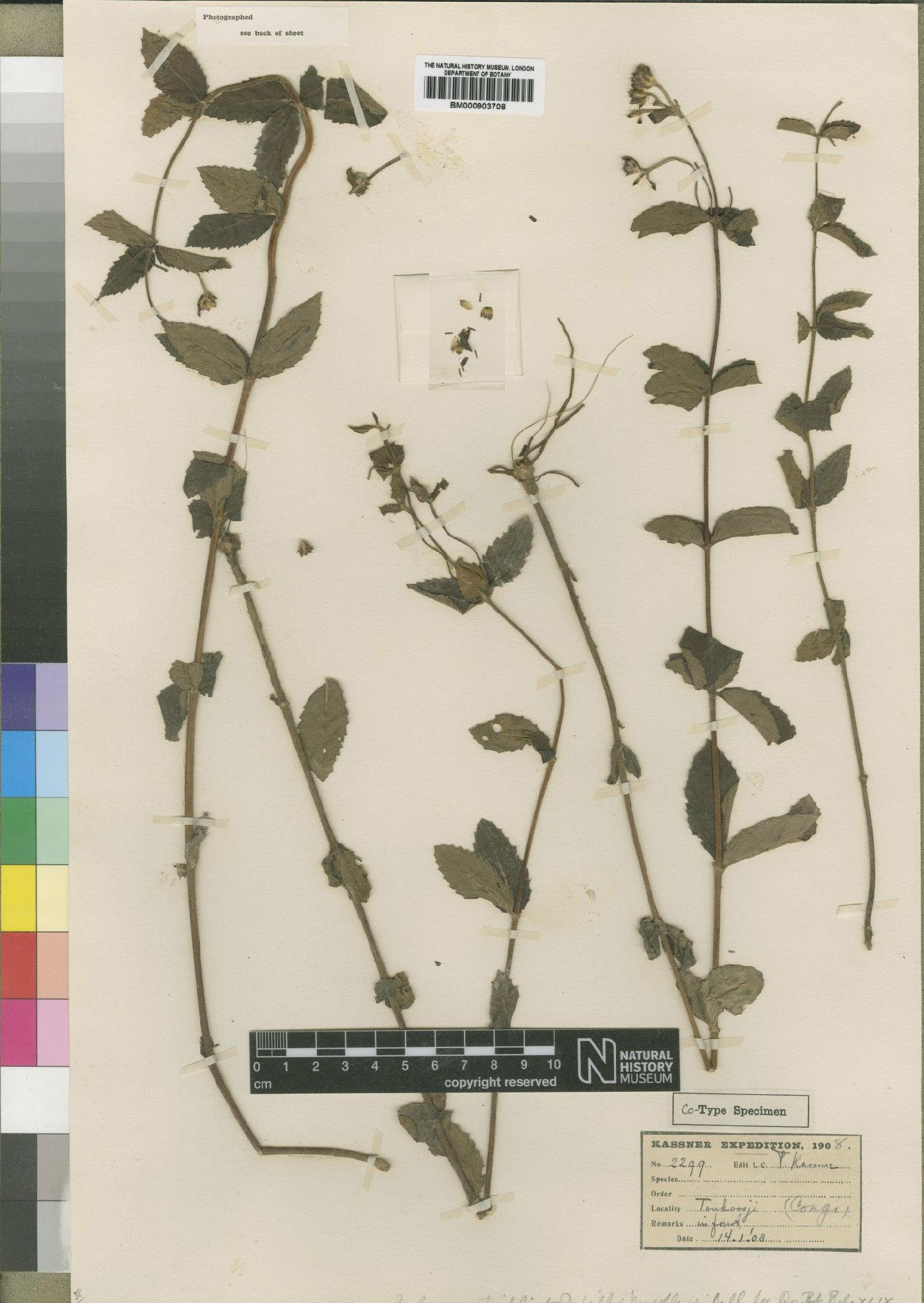 To NHMUK collection (Bothriocline trifoliata (DeWild. & Muschl.) Wild & G.V.Pope; TYPE; NHMUK:ecatalogue:4528714)