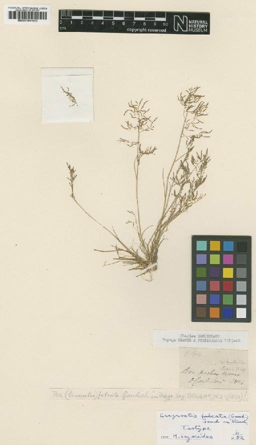 Eragrostis falcata (Gaudich.) Gaudich. & Steud. - BM000991622