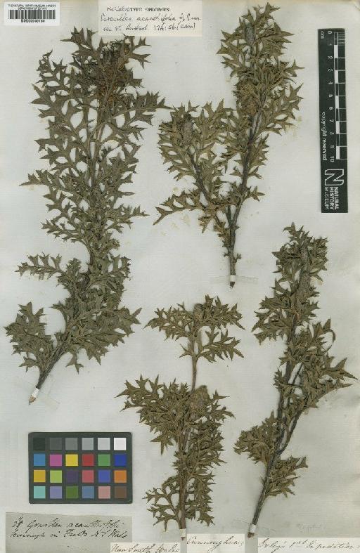 Grevillea acanthifolia A.Cunn. - BM000939180