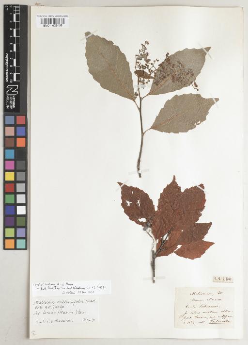 Meliosma dilleniifolia subsp. tenuis (Maxim.) Beusekom - BM014605455
