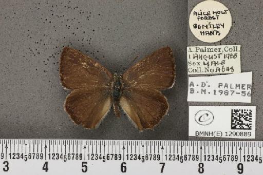 Neozephyrus quercus (Linnaeus, 1758) - BMNHE_1290889_128509