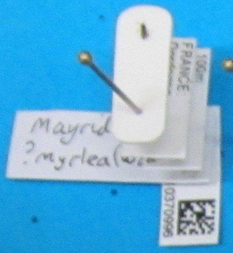 Mayridia myrlea (Walker, 1838) - Mayridia myrlea 010370996 nt crop