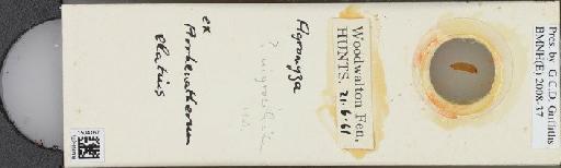 Agromyza nigrociliata Hendel, 1931 - BMNHE_1504167_59288