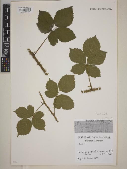 Rubus × semifimbrifolius Kük. - BM013865854
