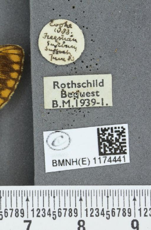 Boloria selene selene Denis & Schiffermüller, 1775 - BMNHE_1174441_label_29911