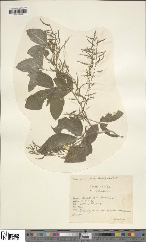 Dioscorea arachidna Prain & Burkill - BM001049565