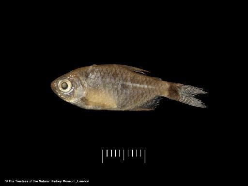 Moenkhausia forestii Benine et al., 2009 - BMNH 1895.5.17.181-186, Tetragonopterus agassizii, a