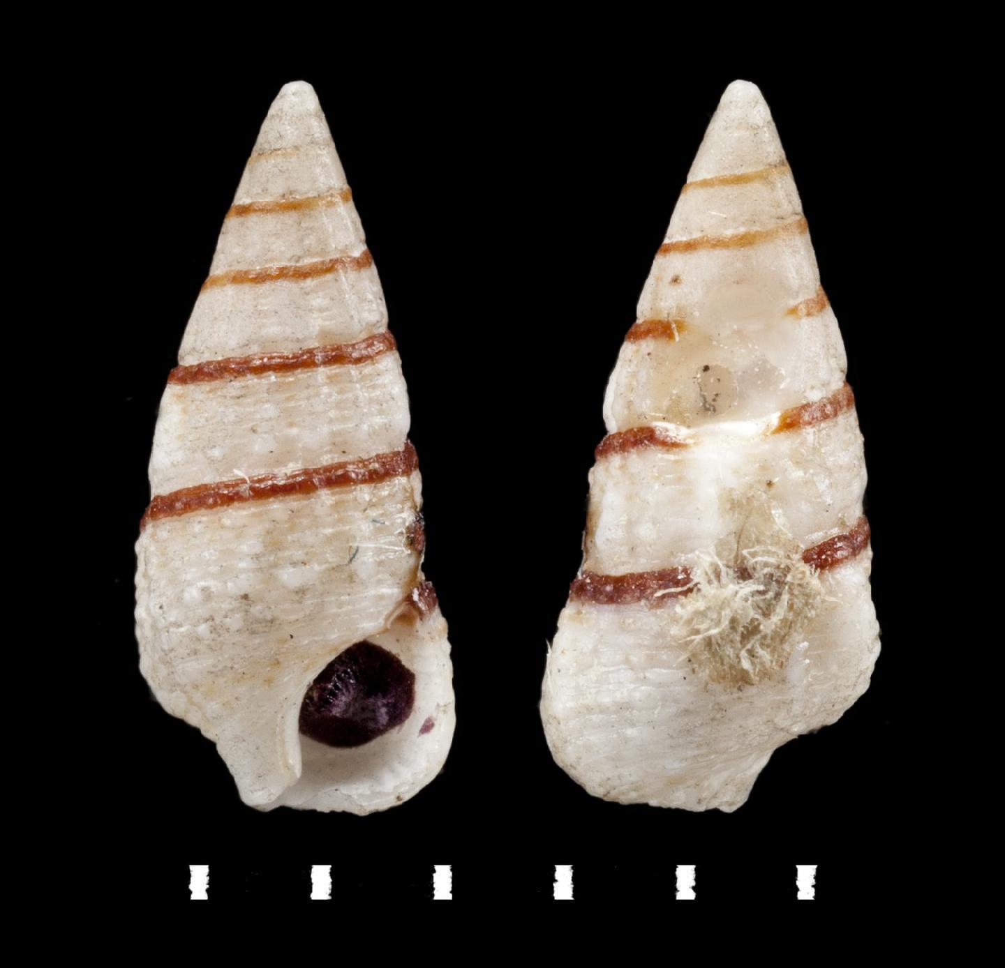 To NHMUK collection (Cerithium unilineatum Pease, 1860; LECTOTYPE; NHMUK:ecatalogue:2380965)