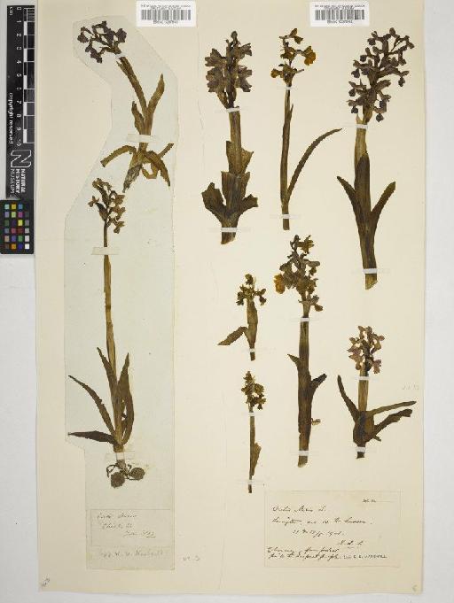 Anacamptis morio (L.) R.M.Bateman, Pridgeon & M.W.Chase - BM001057942